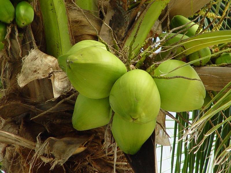 Так растет кокос